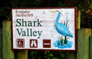 Shark Valley Tram Trail: A Biking Adventure in The Everglades