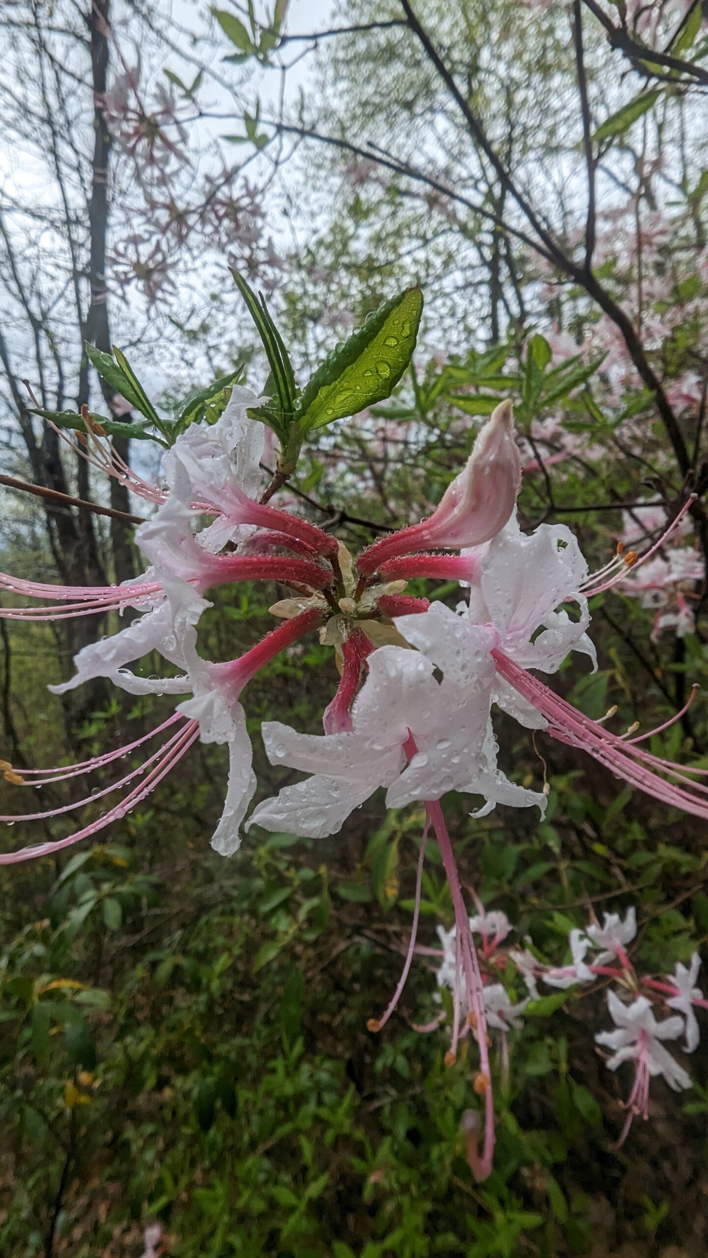 Rhododendron periclymenoides