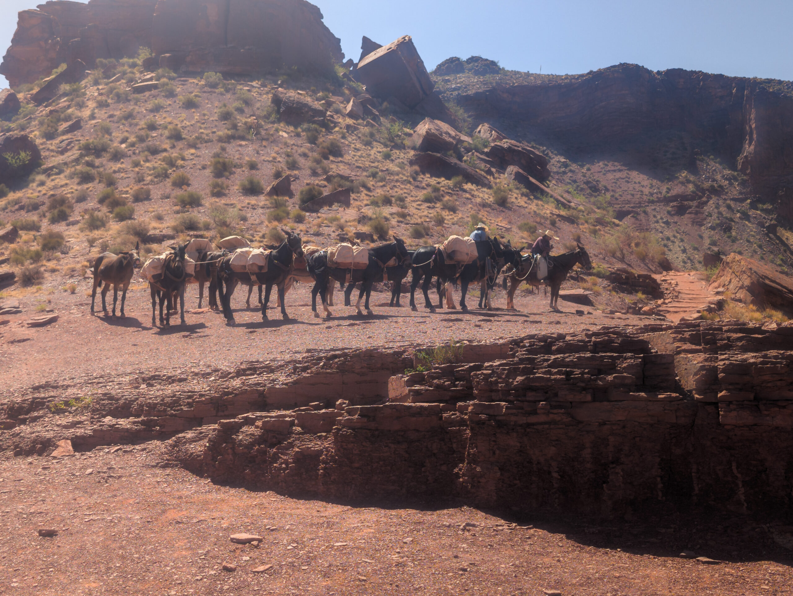 A mule train coming from the Phantom Ranch